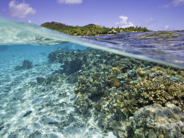 A stunning image featuring the trove of treasures beneath the blue lagoon, in front of the resort