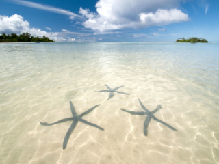 Image of attractive starfish in the Muri Lagoon on a bright day capturing a spectacular crystal clear aqua coloured water that compliments the blue and white fluffy sky