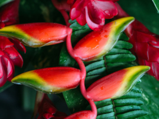 Image of a beautiful Heliconia flower featuring its best focal asset divulging a combination of three attractive colours of red, yellow and green