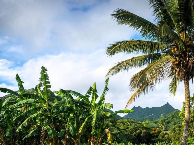 walking through Taro Patches Rarotonga