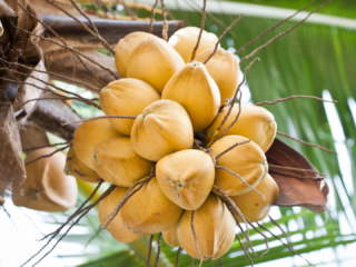Image of golden coconut fruits hanging on the coconut palm