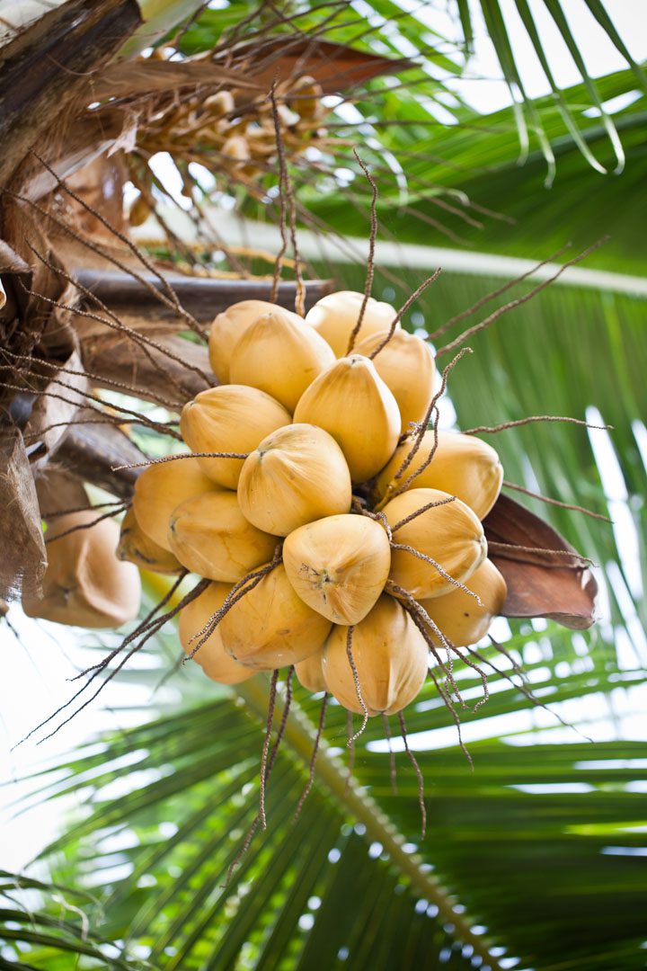 Image of golden coconut fruits hanging on the coconut palm