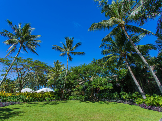 Image of a beautiful lawn surrounded by lush tropical garden