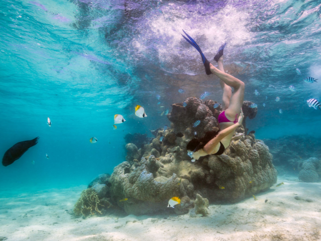 A beautiful image of the trove of treasures beneath the lagoon explored by a resort guest snorkeling along Muri waters