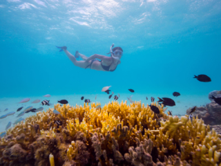 Image of colourful corals and lagoon fish explored by a Resort guest snorkelling along the Muri waters