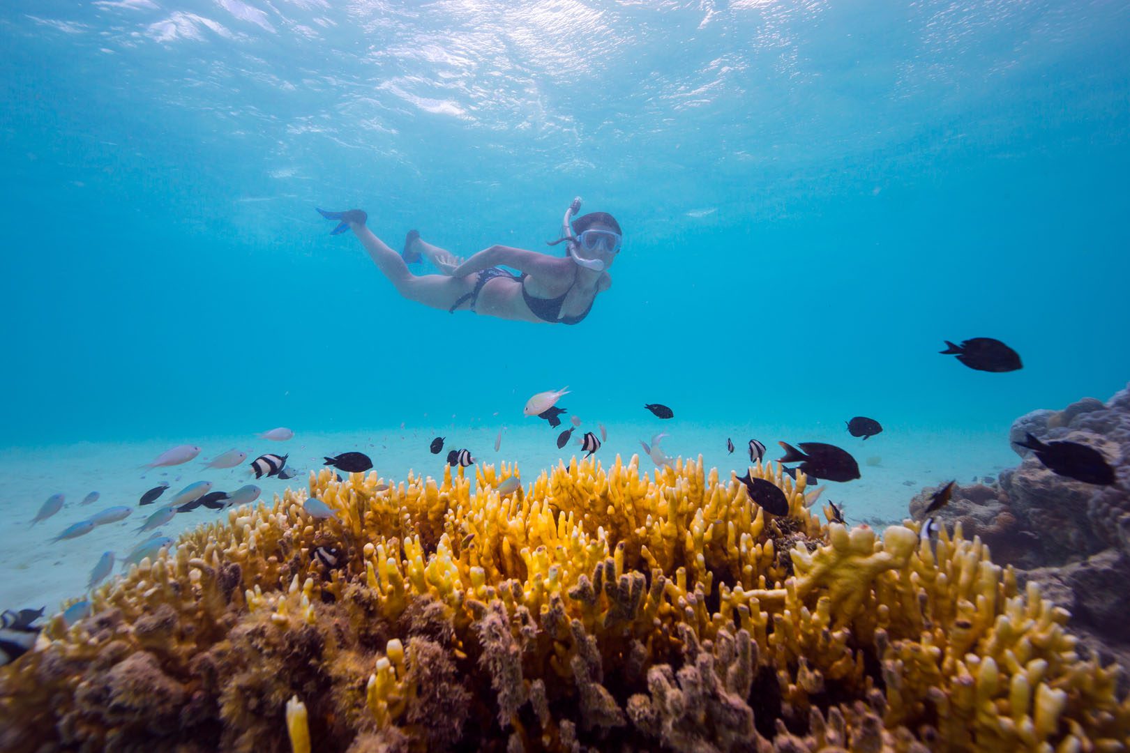 Image of colourful corals and lagoon fish explored by a Resort guest snorkelling along the Muri waters