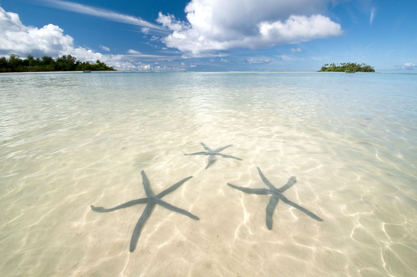 Image of attractive starfish in the Muri Lagoon on a bright day capturing a spectacular crystal clear aqua coloured water that compliments the blue and white fluffy sky